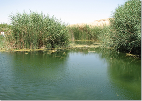 Natural pool in Ein Gedi